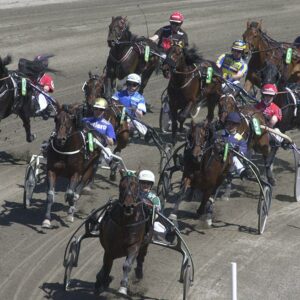 Pienso de engorde para caballos