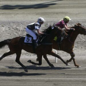 Piensos equilibrados y bajos en almidón para caballos