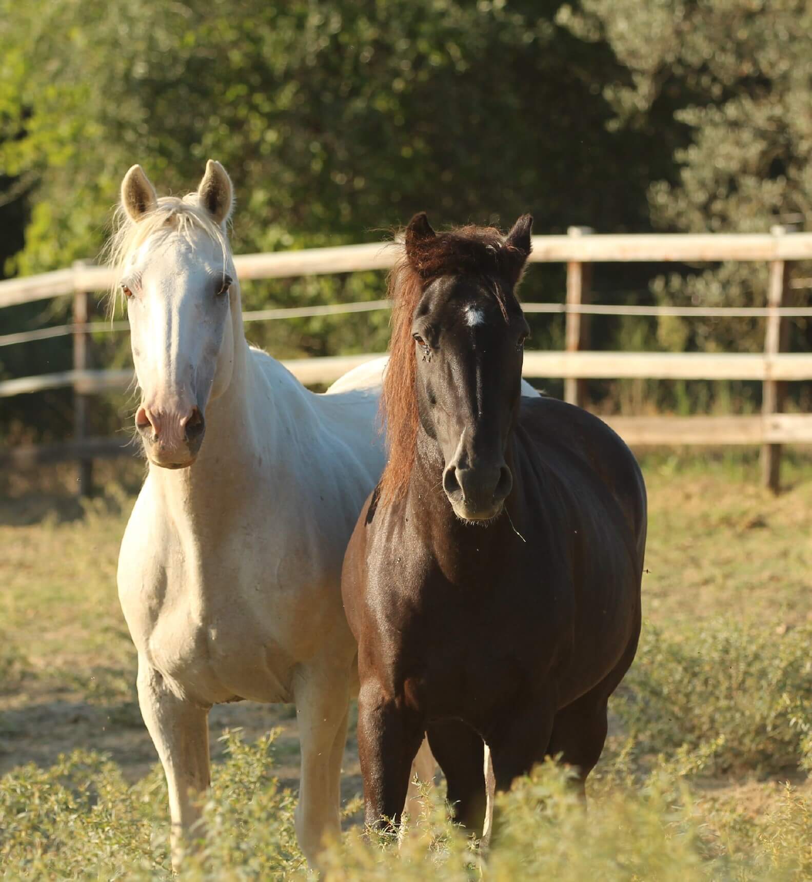 dos caballos