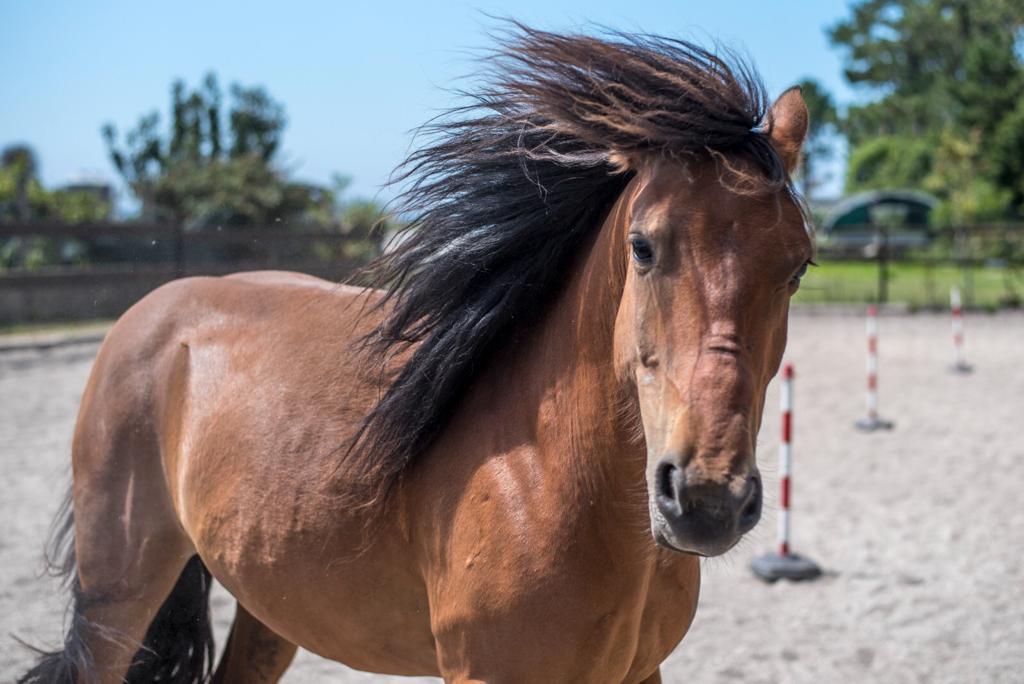 caballo castaño