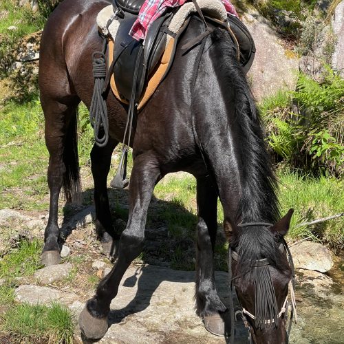 caballo bebiendo
