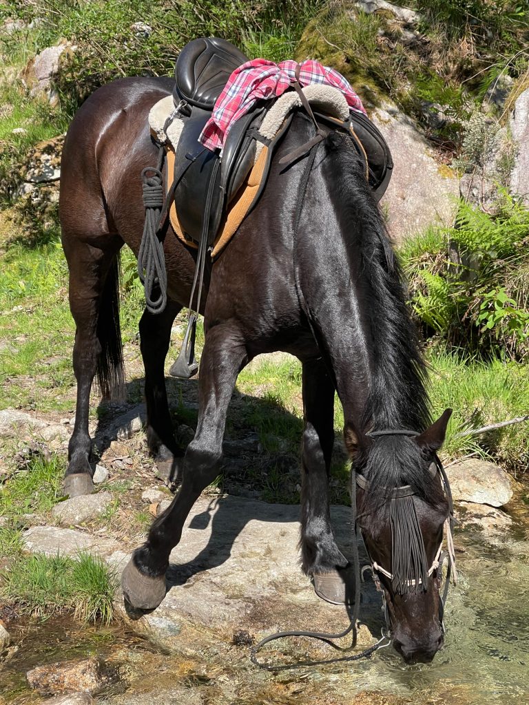 Caballo hidratado