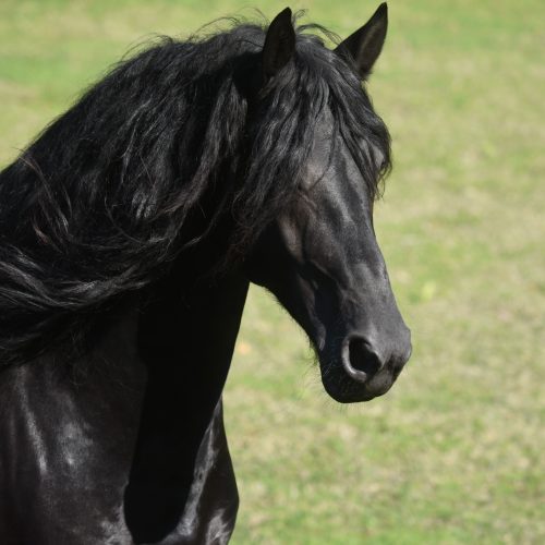 caballo negro pelaje brillante