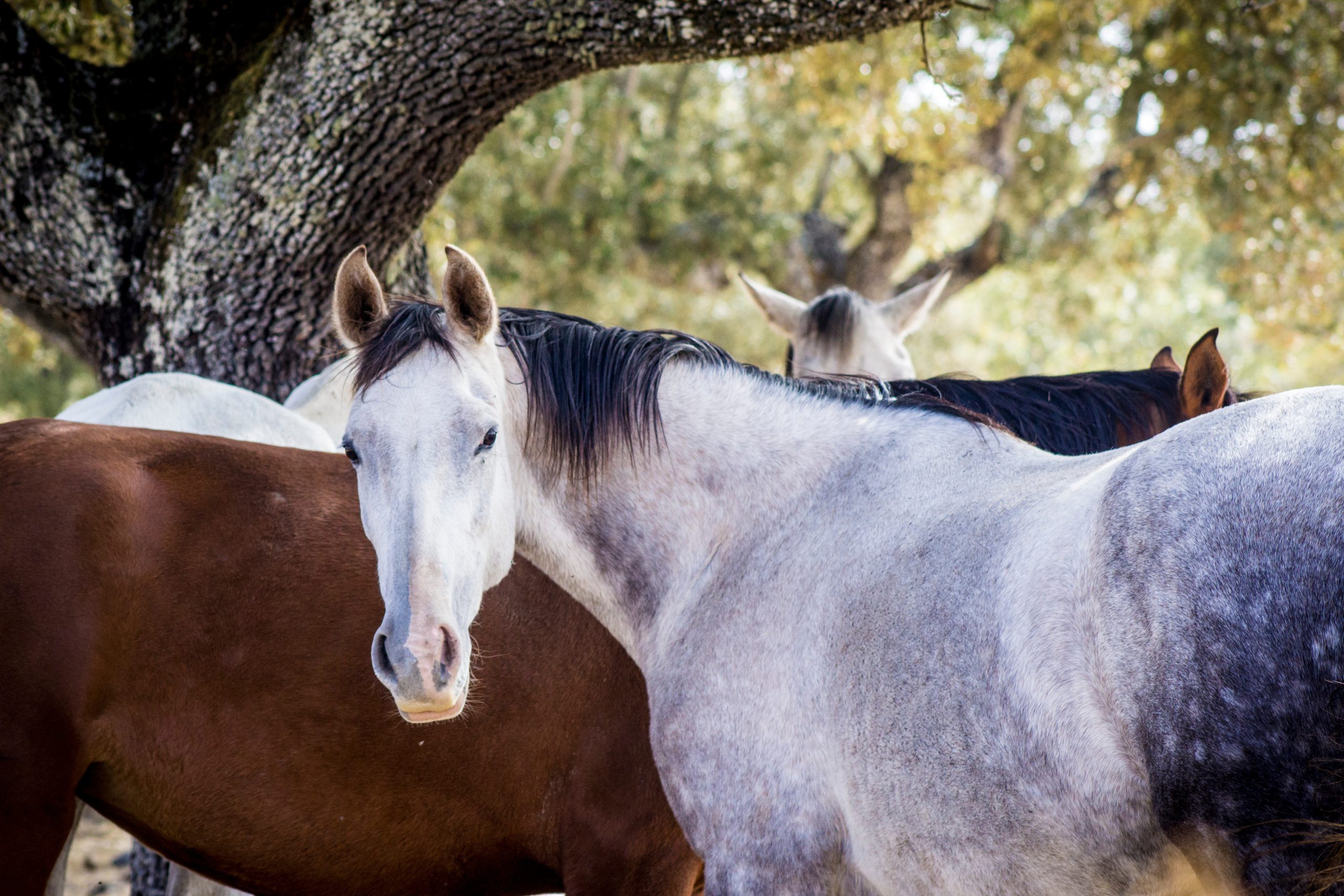caballo tordo