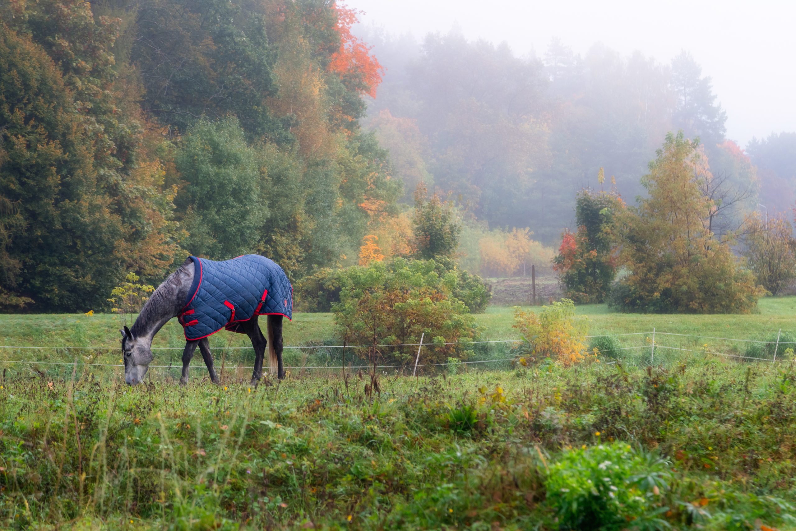 caballo con manta en otoño