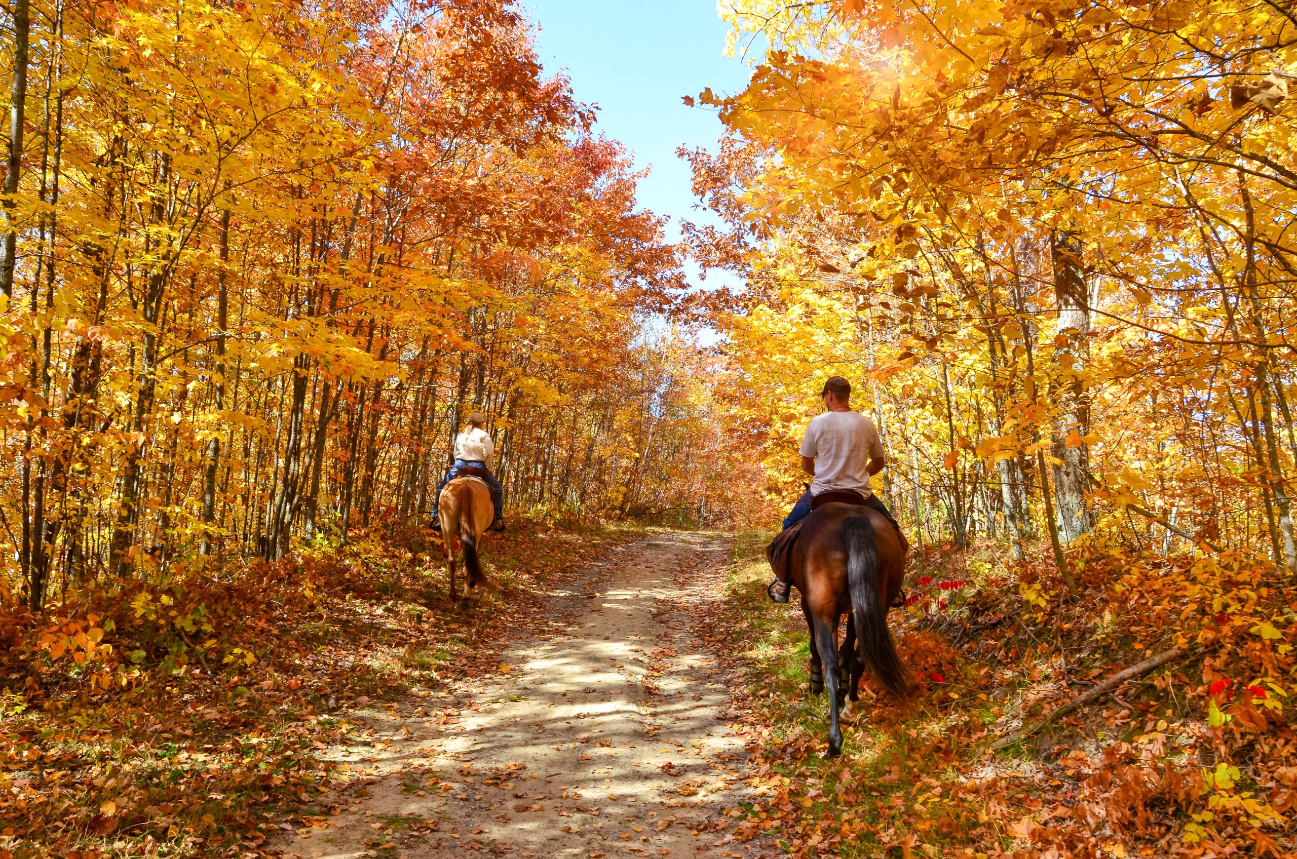 caballos paseo otoño