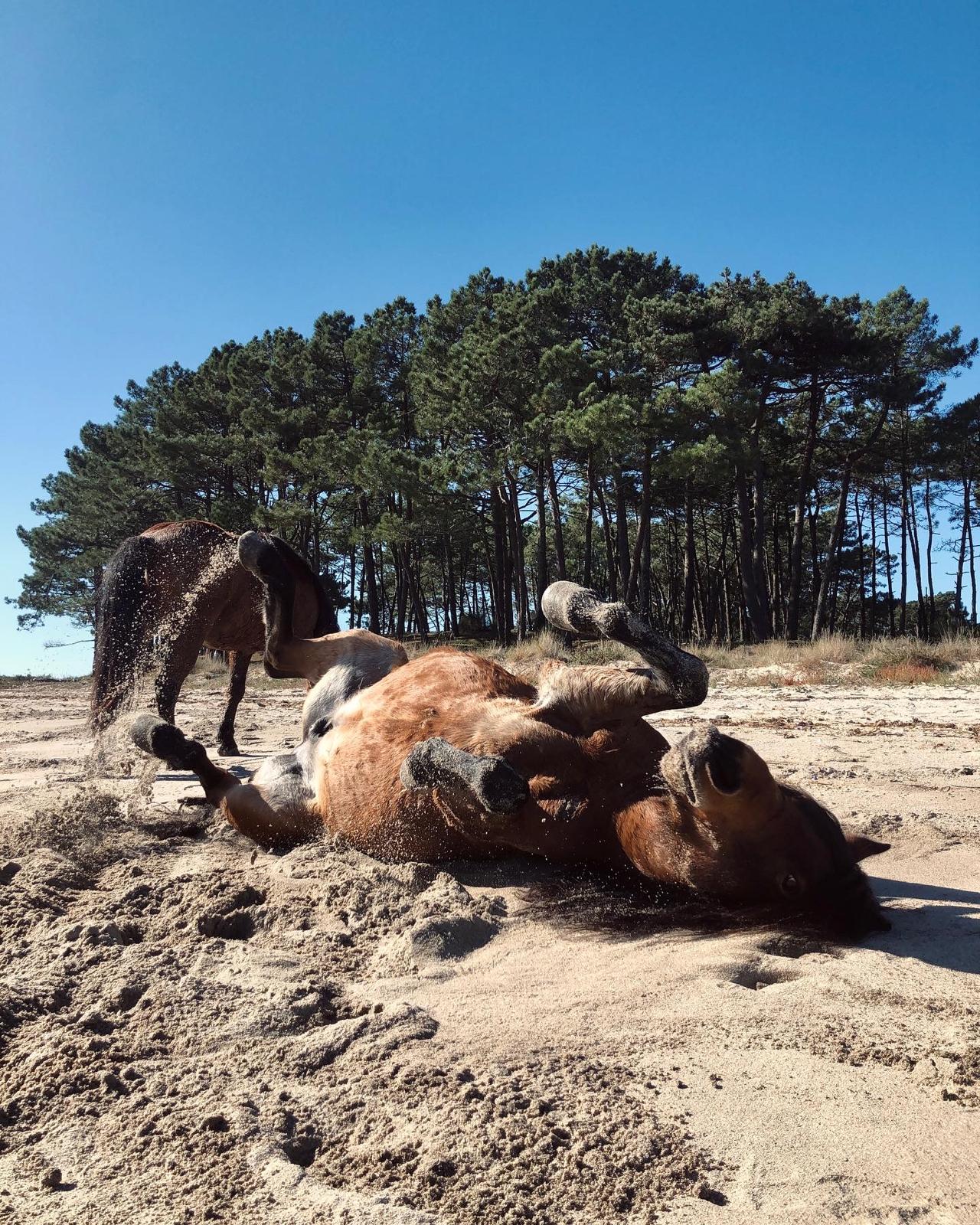 caballo en la playa