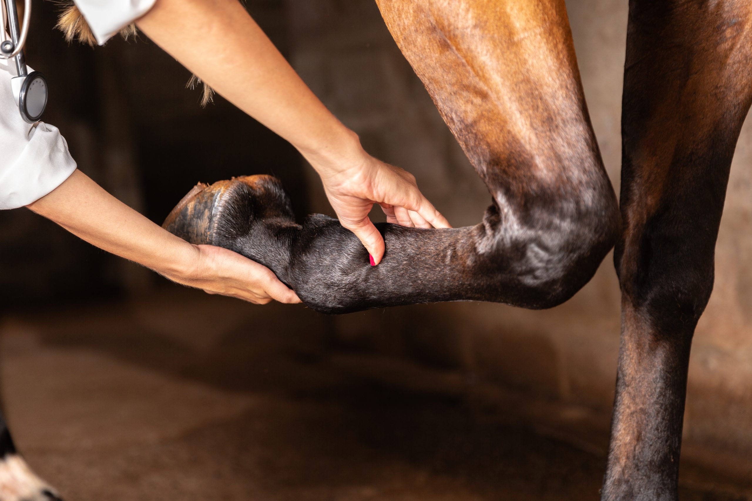 veterinario caballo