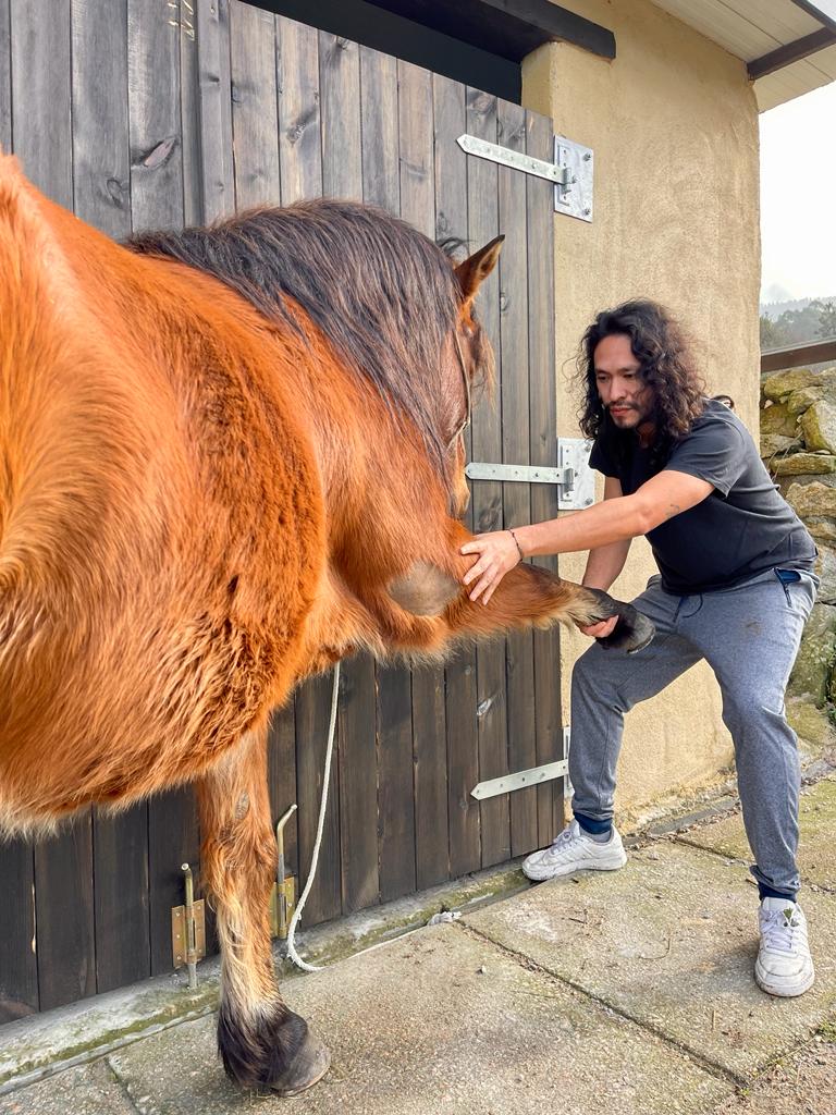 rehabilitacion caballo