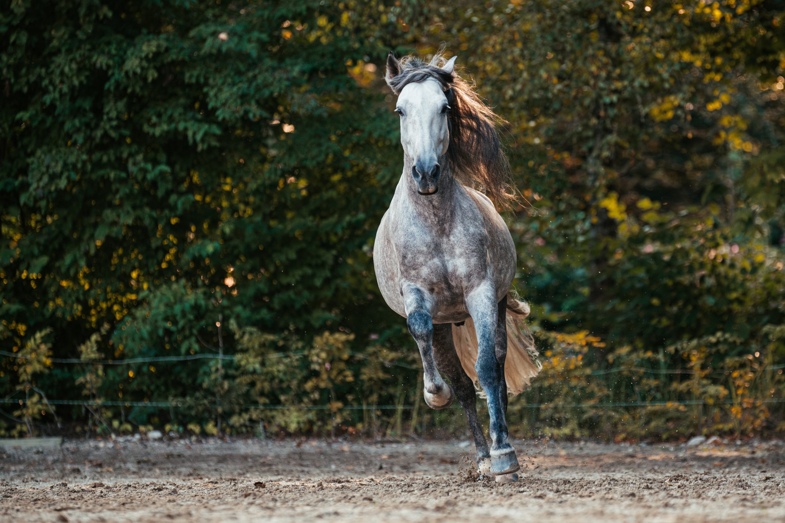 caballo adulto