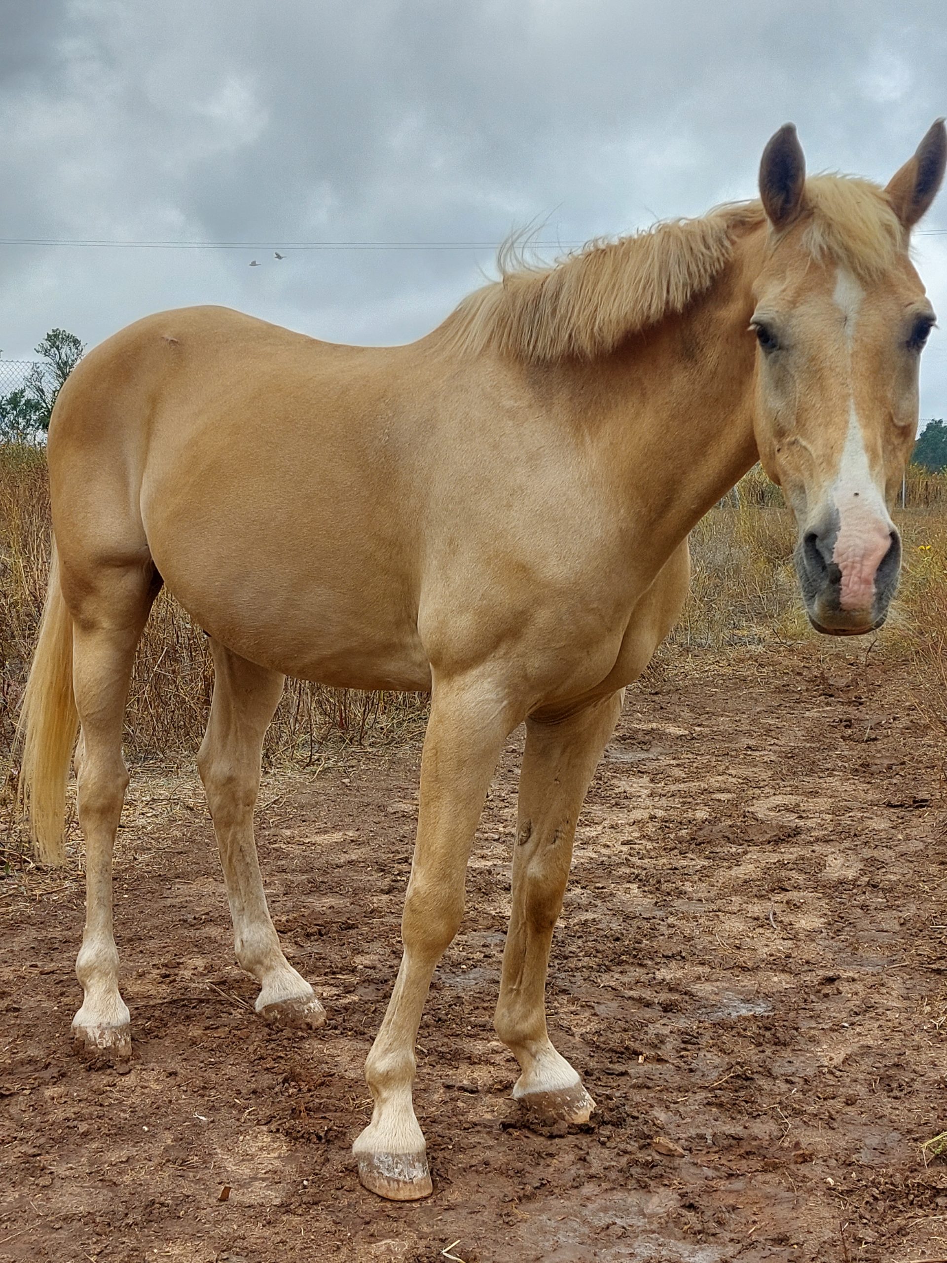 caballo mayor