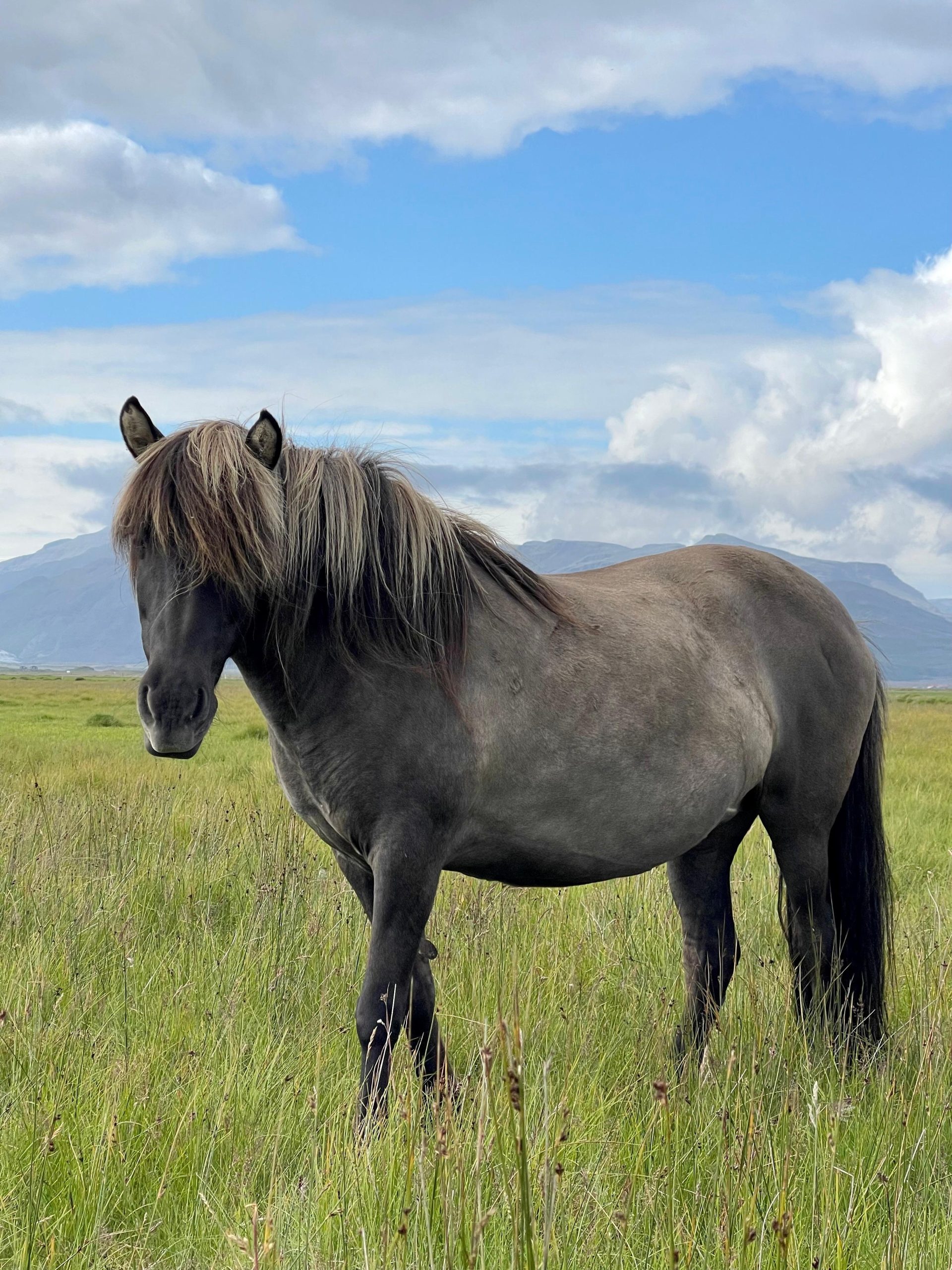 caballo senior