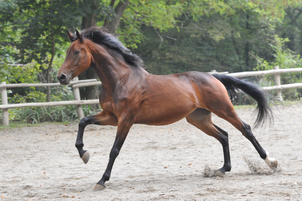 caballo equilibrio