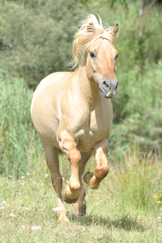 caballo equilibrio