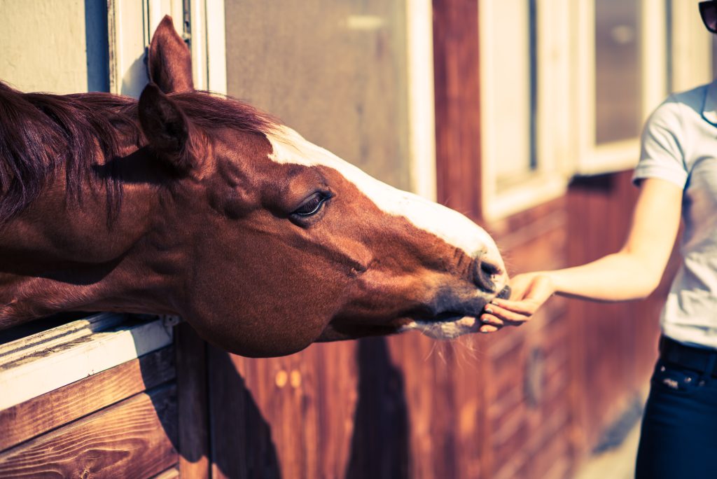 snacks para caballos