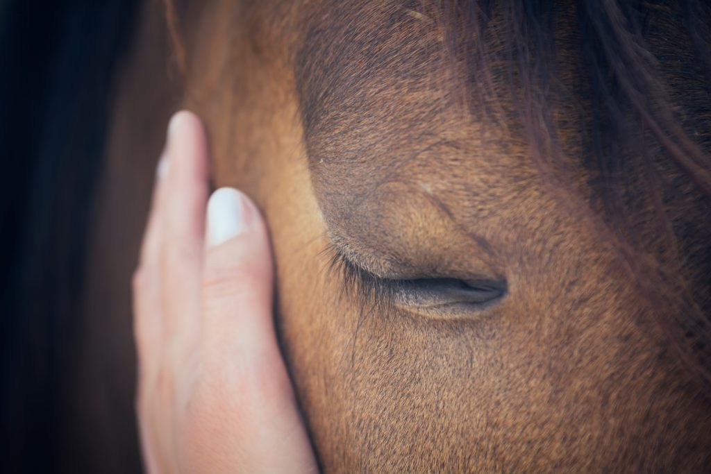 caballo caricia