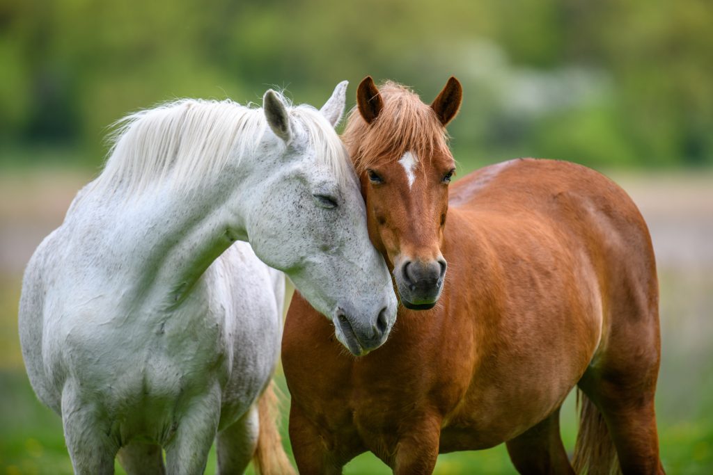 caballos cariñosos