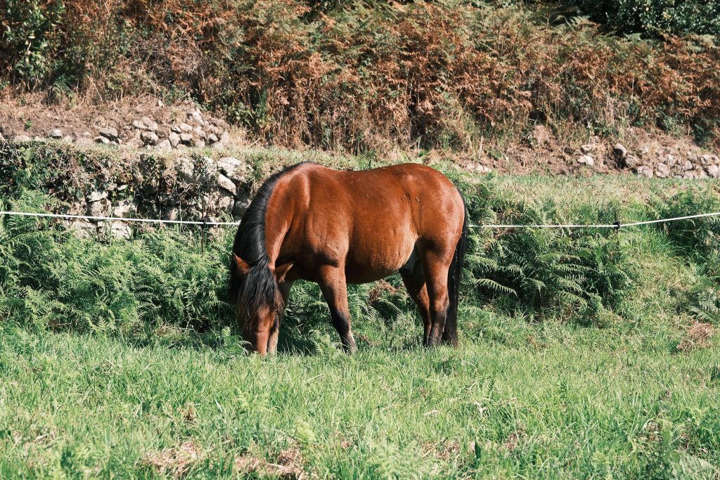 caballo pastando