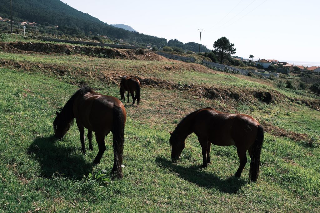 caballos pastando
