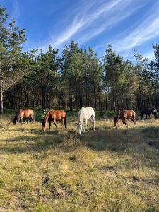 caballos pastando